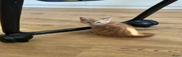 Domestic Shorthair cats for sale: 6 Adorable KittensReady for Their Forever Homes 🐾 - Advert 12