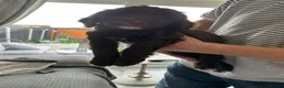 Sproodle dogs for sale: Quality f2b sproodles PRA Clear - Advert 5