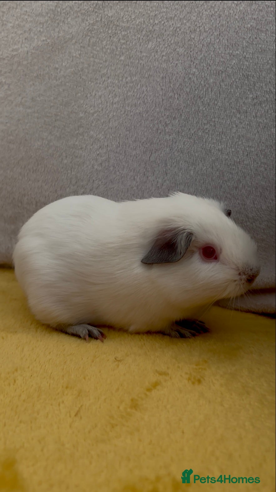 Guinea Pig rodents Young bonded male guinea pigs 🩶🤍 - Advert 10