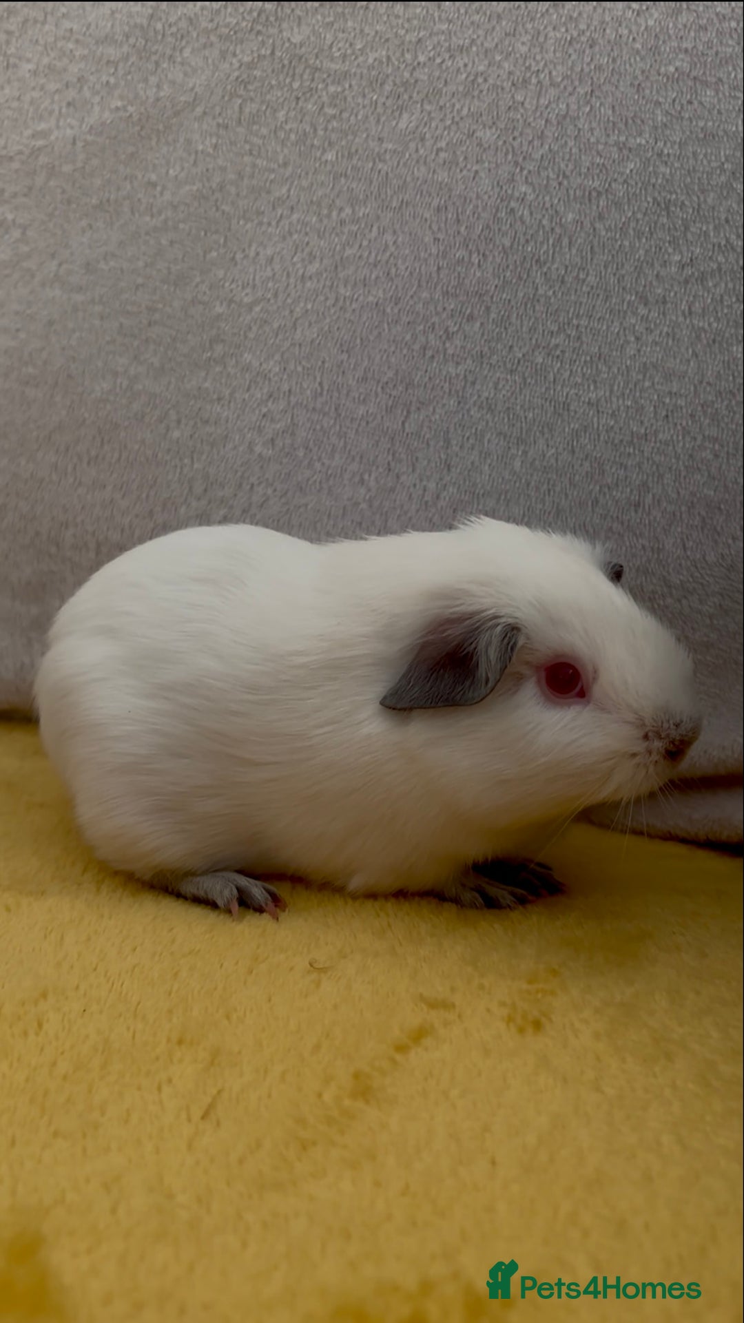 Guinea Pig rodents for sale: Young bonded male guinea pigs 🩶🤍 - Advert 1