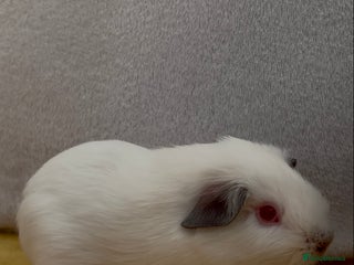 Guinea Pig rodents Young bonded male guinea pigs 🩶🤍 - Advert 10