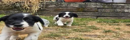 English Springer Spaniel dogs for sale: springer spaniel litter. 2 AVAILABLE  - Advert 14