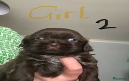 Shih Tzu dogs for sale: Beautiful shih tzu puppies for sale  - Image 13