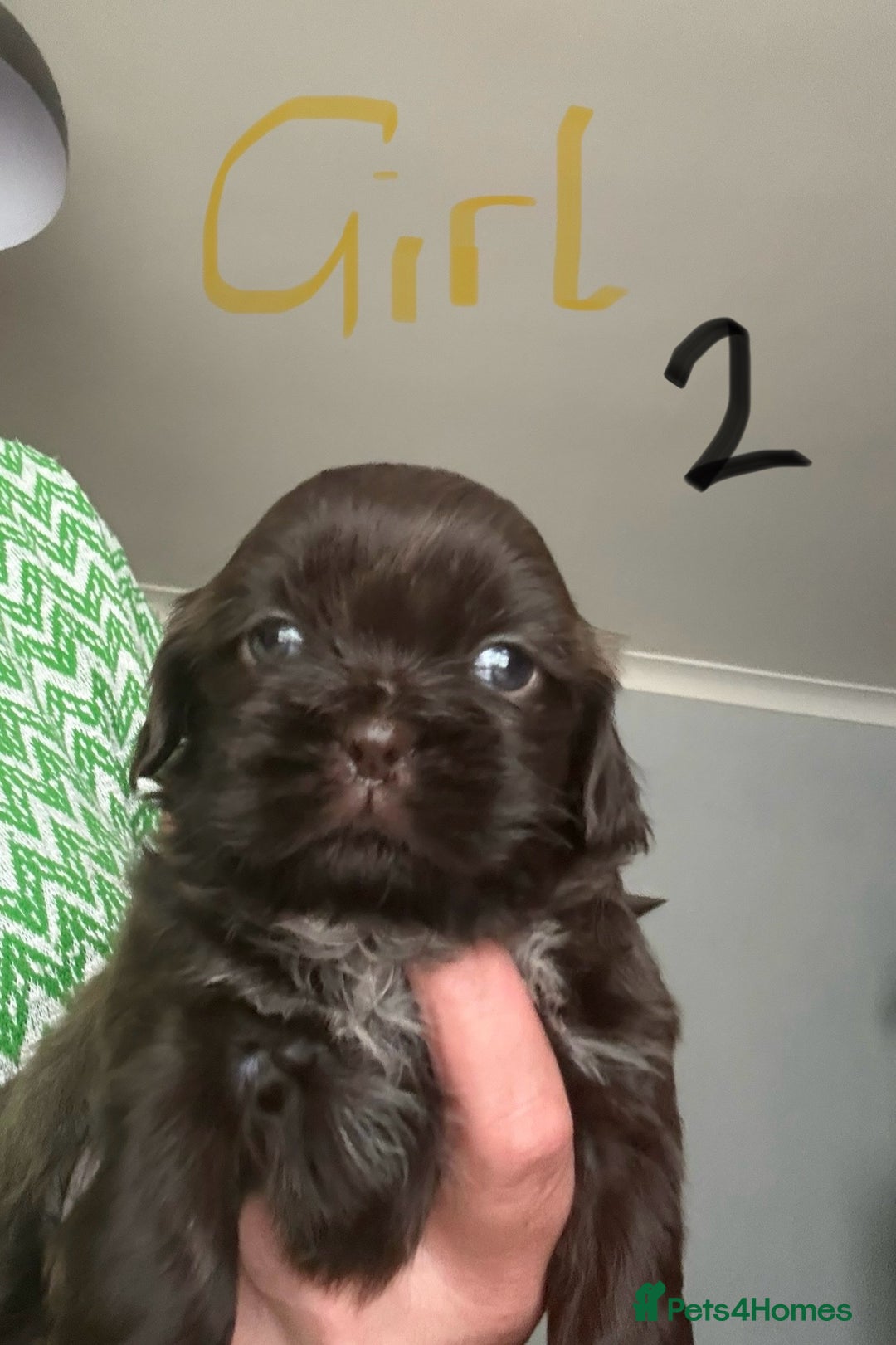 Shih Tzu dogs for sale: Beautiful shih tzu puppies for sale  - Image 13