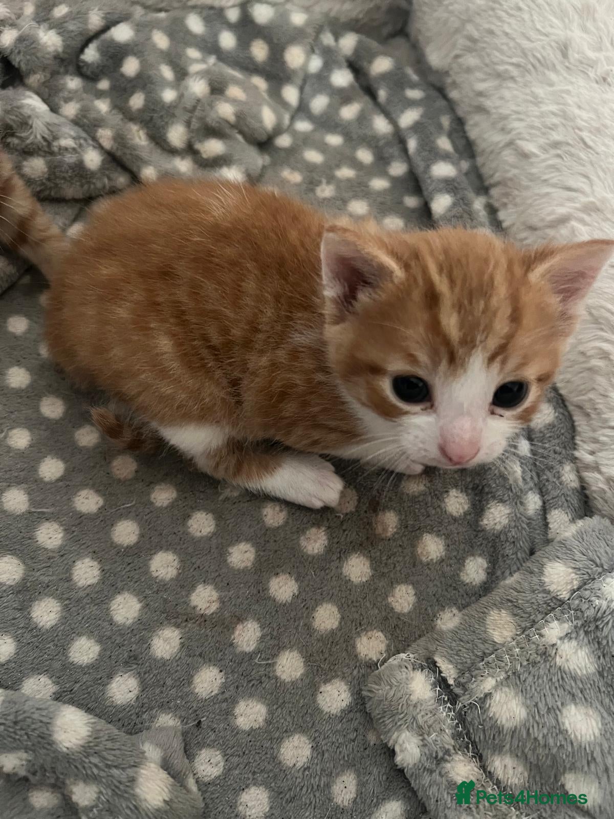 Mixed Breed cats 3 Ginger & White Kittens Ready for Loving Homes - Advert 16