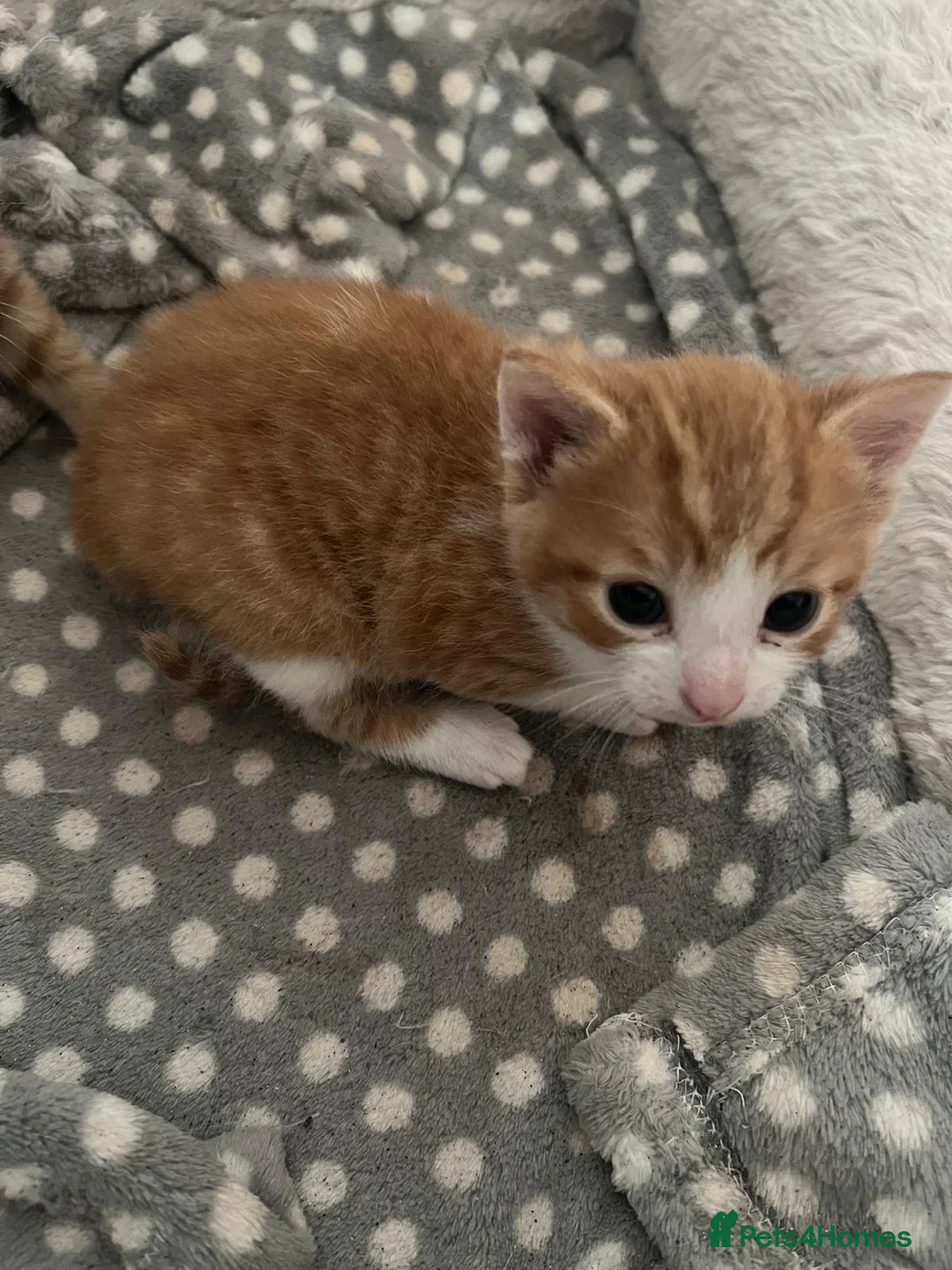 Mixed Breed cats for sale: 3 Ginger & White Kittens Ready for Loving Homes - Advert 1