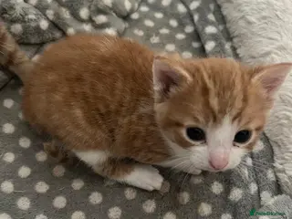 Mixed Breed cats 3 Ginger & White Kittens Ready for Loving Homes - Advert 16