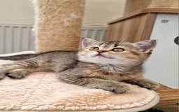 British Shorthair cats for sale:  Super friendly /lap Bsh kittens 2left😍 - Image 17