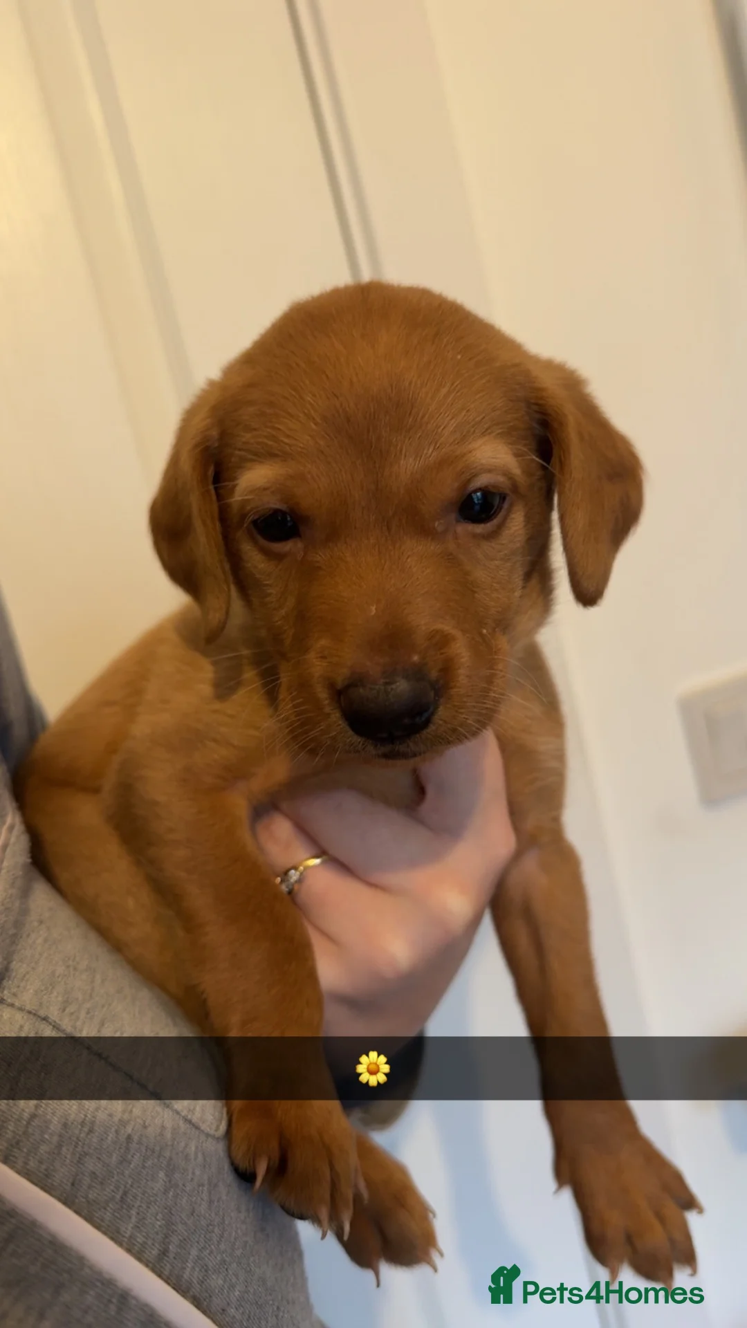 Labrador Retriever dogs for sale: ‼️7 Gorgeous DARK fox red Labrador puppies‼️ - Advert 2