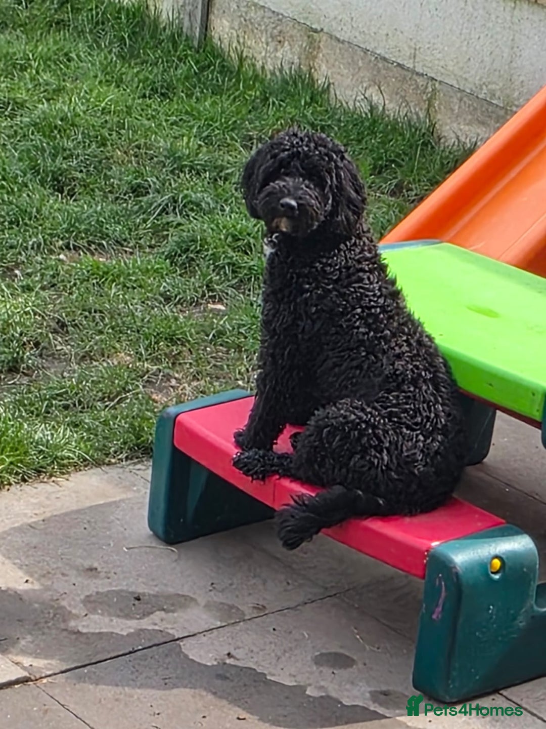 Cockapoo dogs for sale: Cockapoo female - Image 9