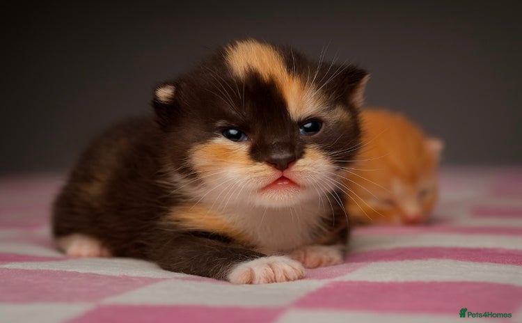 Mixed Breed cats - Advert 14