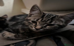 Mixed Breed cats for sale: Cute and playful kitties  - Image 12