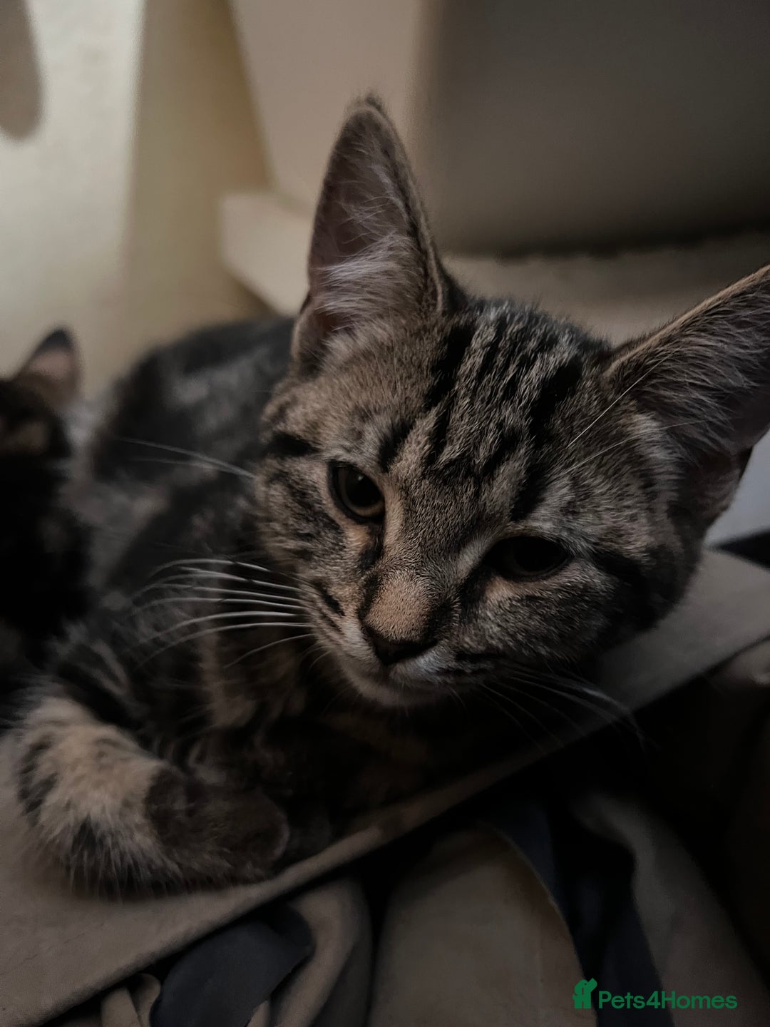 Mixed Breed cats for sale: Cute and playful kitties  - Image 12