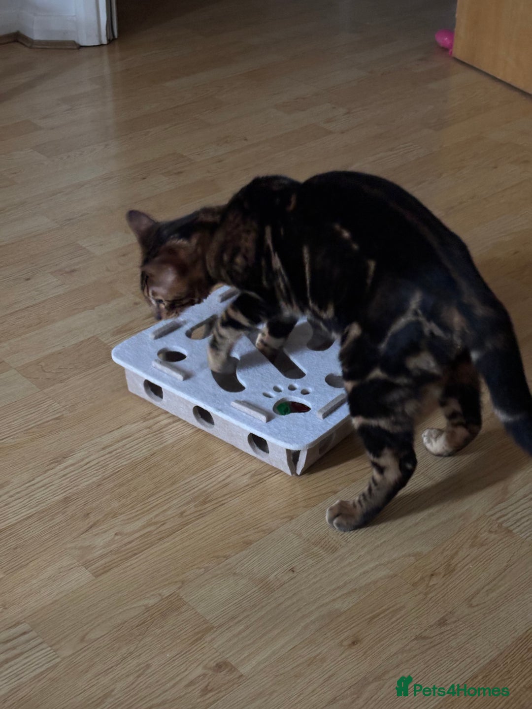 Bengal cats for sale: URGENT – 10-Month-Old Bengal Kitten – £250  - Advert 3