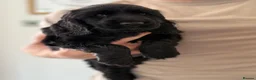 Cocker Spaniel dogs for sale: 🐾 1 LITTLE BOY LEFT KC Registered Show Cocker 🐾  - Advert 20