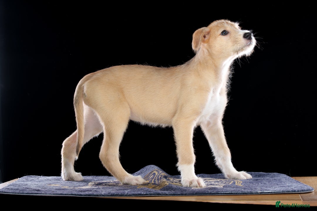 Lurcher dogs for sale: Lurcher Puppies for Sale - Advert 4