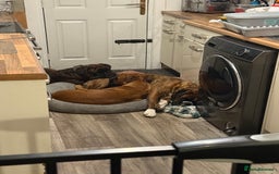 Boxer dogs for sale: The most loving girl looking for a new family  - Image 2