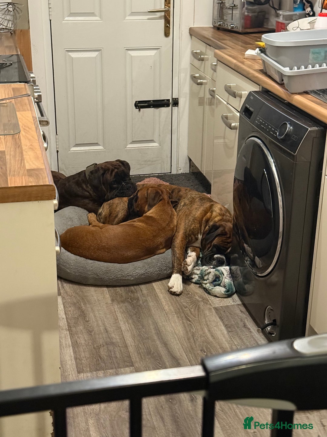 Boxer dogs for sale: The most loving girl looking for a new family  - Image 2