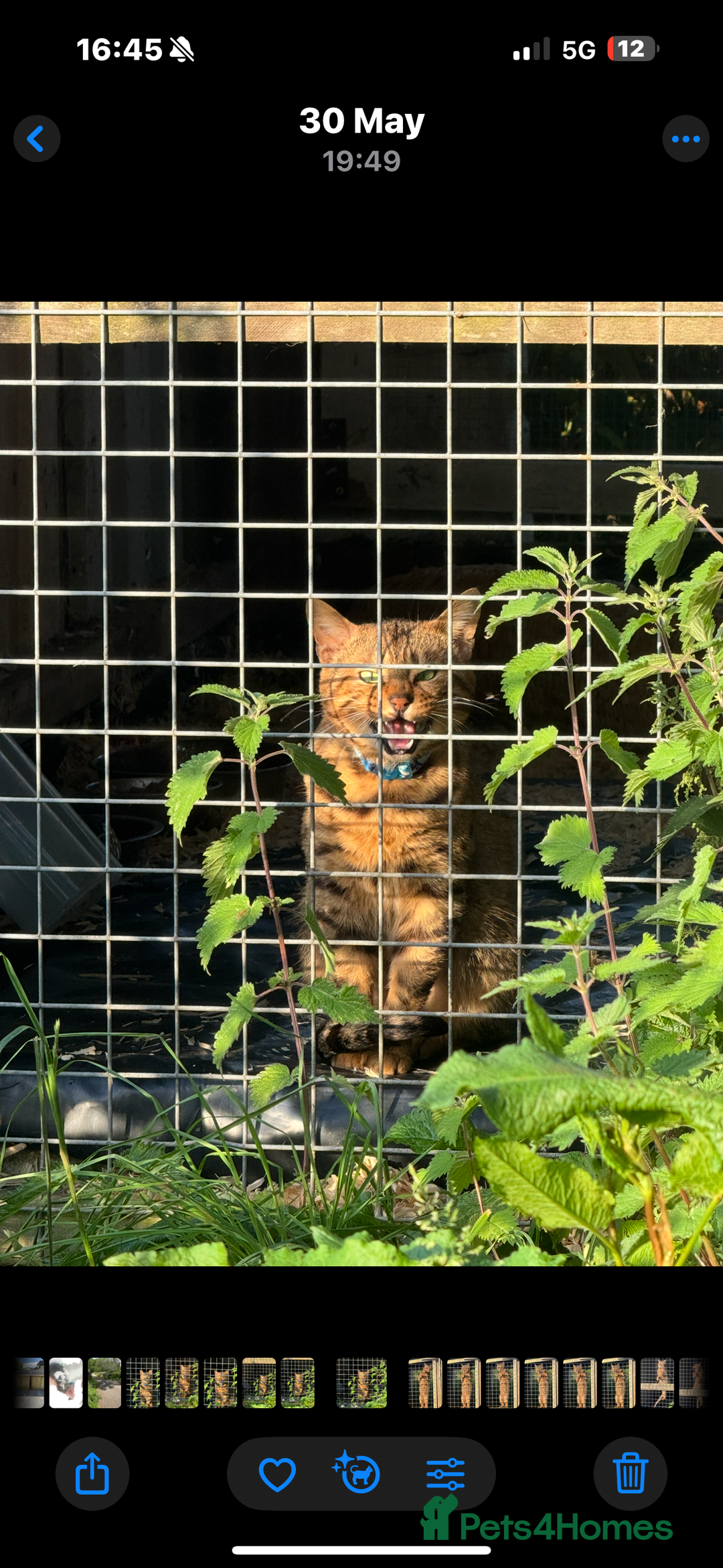 Bengal cats for sale: Beautiful in tact male bengal! - Advert 3