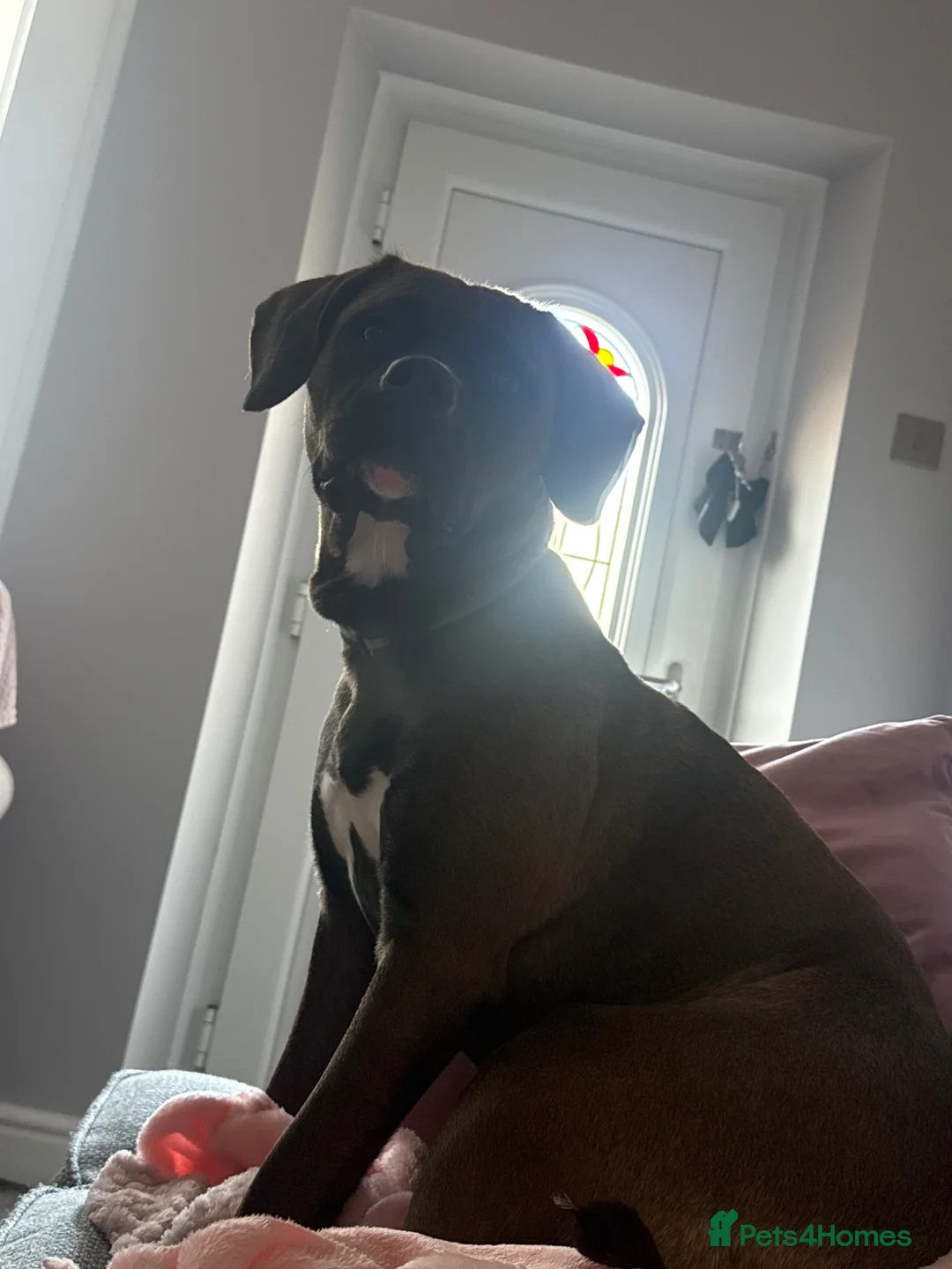 Mixed Breed dogs for sale: Dog for sale in Barnsley - Advert 2