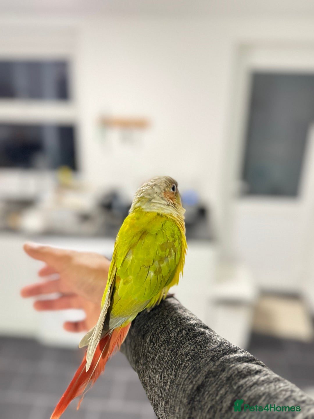 Budgerigars birds for sale: Two Baby handreared super tame conures  EACH - Image 13