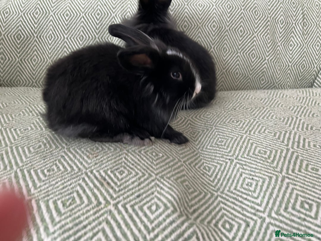 Mini Lion Lop rabbits for sale: Adorable Mini Lion Lops - Image 7