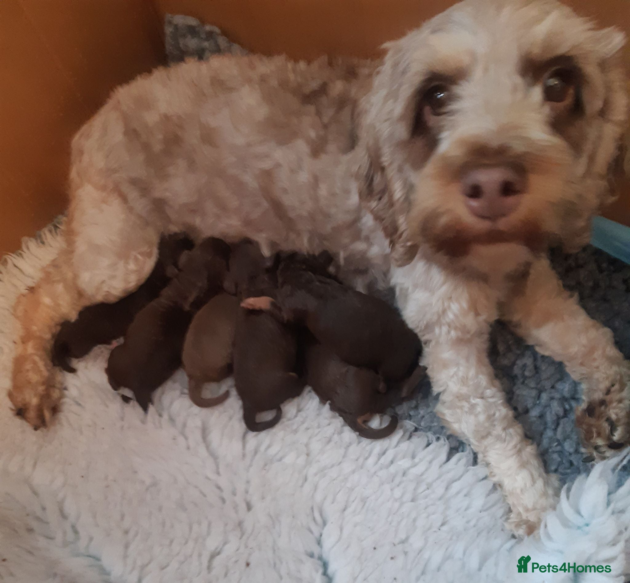 Cockapoo dogs LYNJONBORNS BEAUTIFUL COCKAP00 PUPPYS - Advert 1