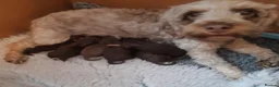 Cockapoo dogs for sale: LYNJONBORNS BEAUTIFUL COCKAP00 PUPPYS - Advert 4