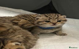 British Shorthair cats for sale: Ready to reserve  pedigree gold black shade bsh   - Image 1