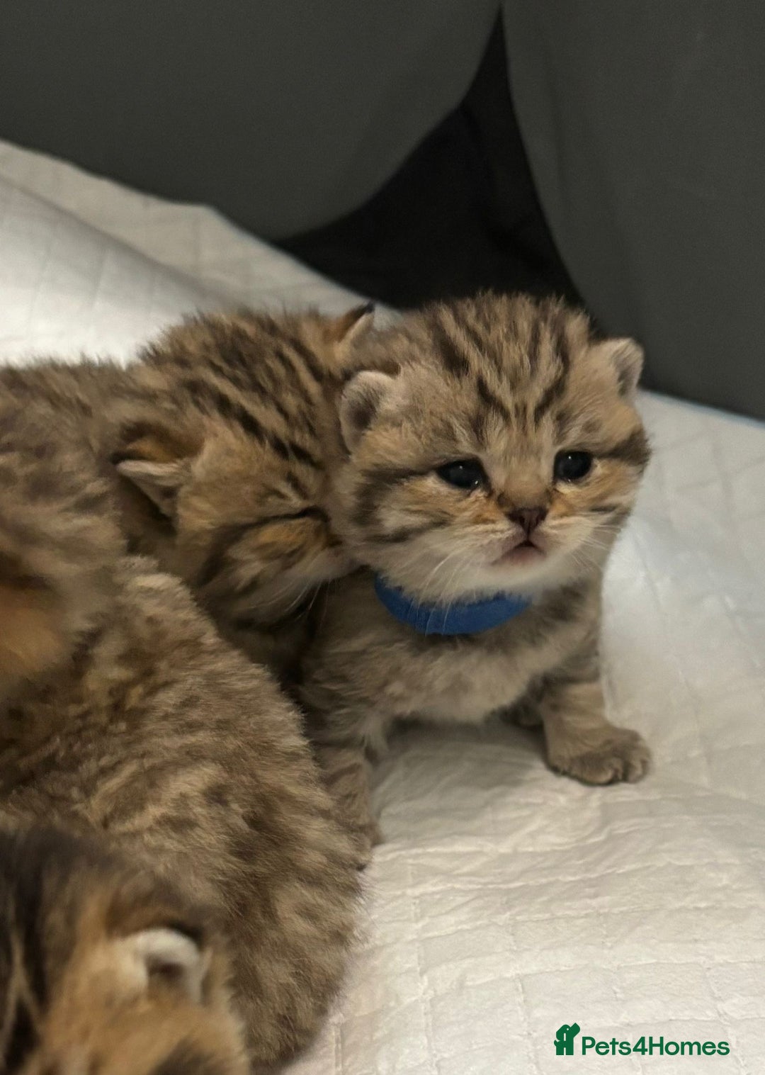 British Shorthair cats for sale: Ready to reserve  pedigree gold black shade bsh   - Image 1
