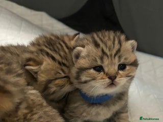 British Shorthair cats - Advert 10