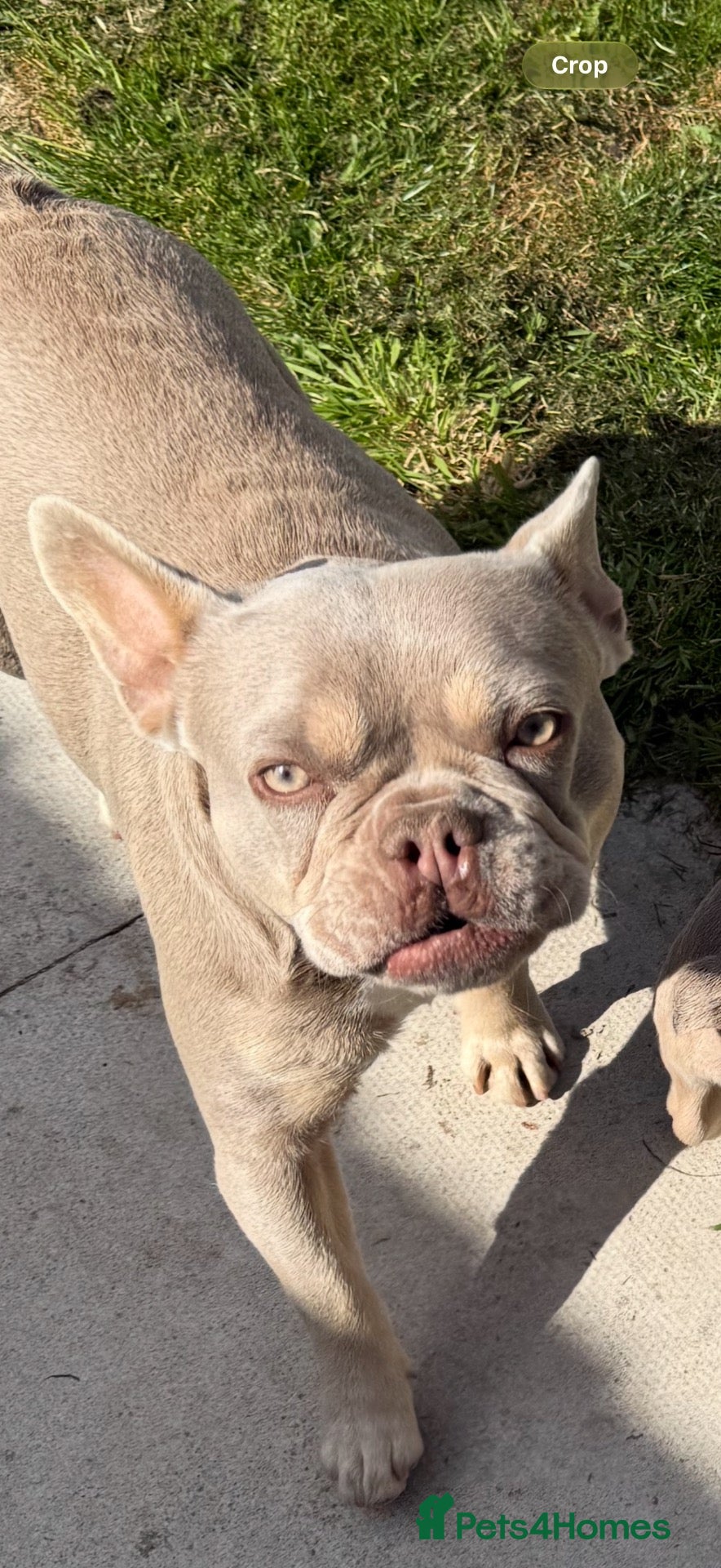 French Bulldog dogs for sale: 2 year old French bulldog  - Advert 5