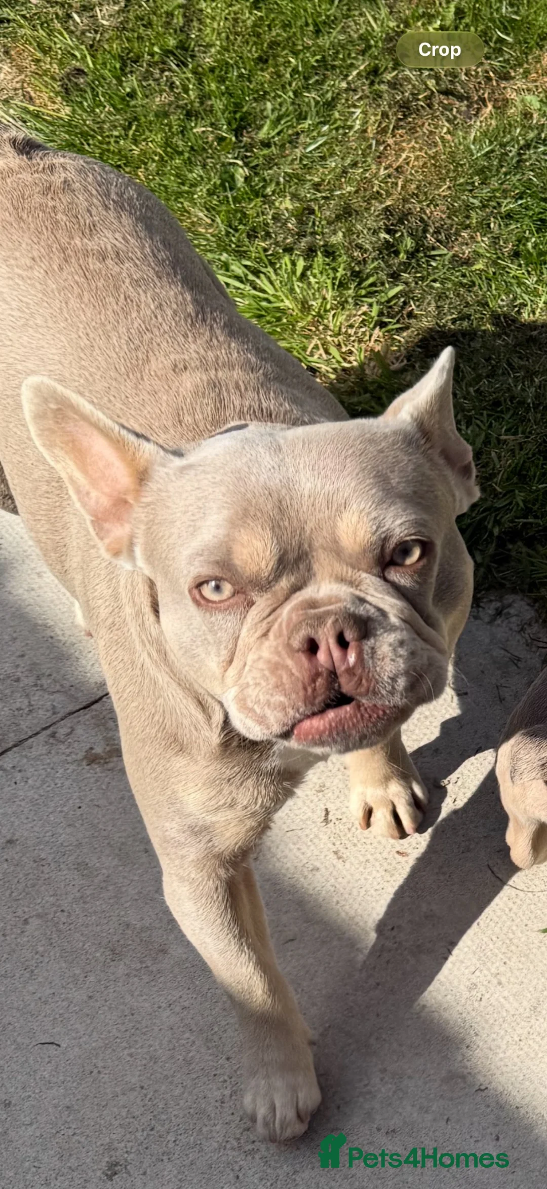 French Bulldog dogs for sale: 2 year old French bulldog  - Advert 1