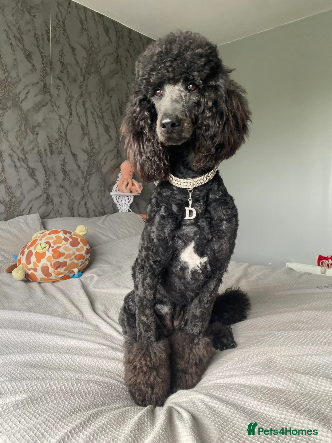 Standard Poodle dogs for sale: Standard poodle puppies  - Advert 14
