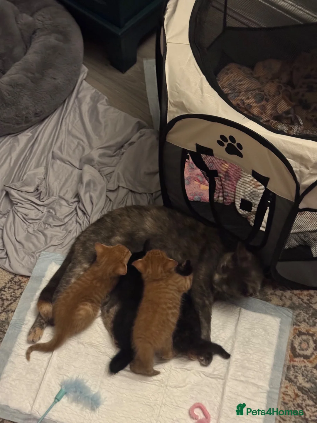British Shorthair cats for sale: Kittens 🐱  - Advert 9