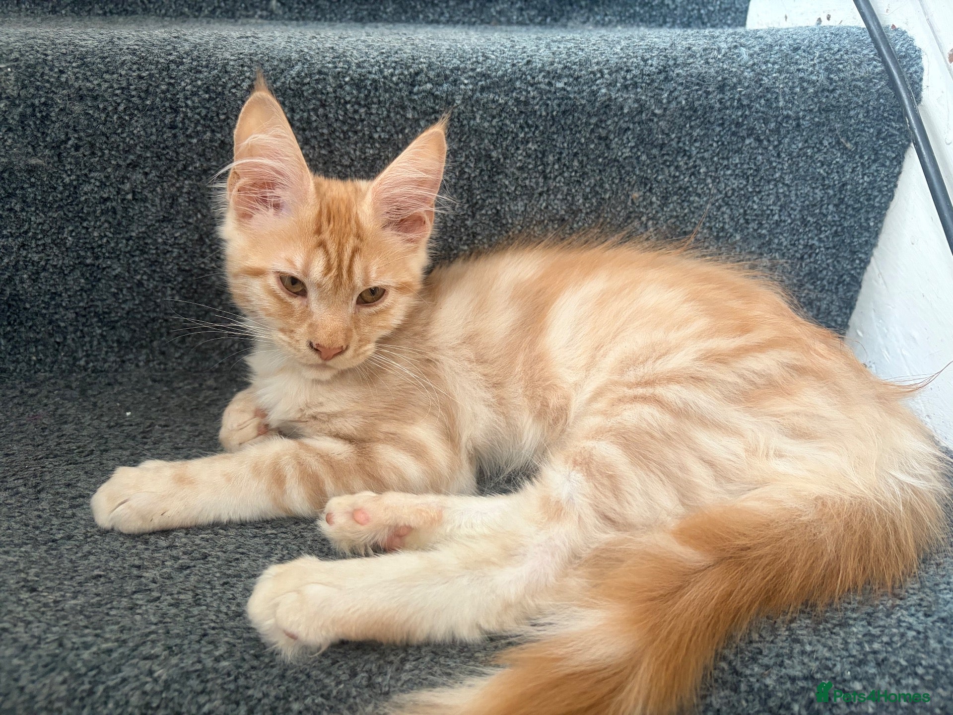 Maine Coon cats GCCF Maine Coon kittens ❤️ - Advert 2