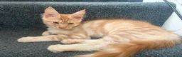 Maine Coon cats for sale: GCCF Registered Maine Coon kittens ❤️ - Advert 8