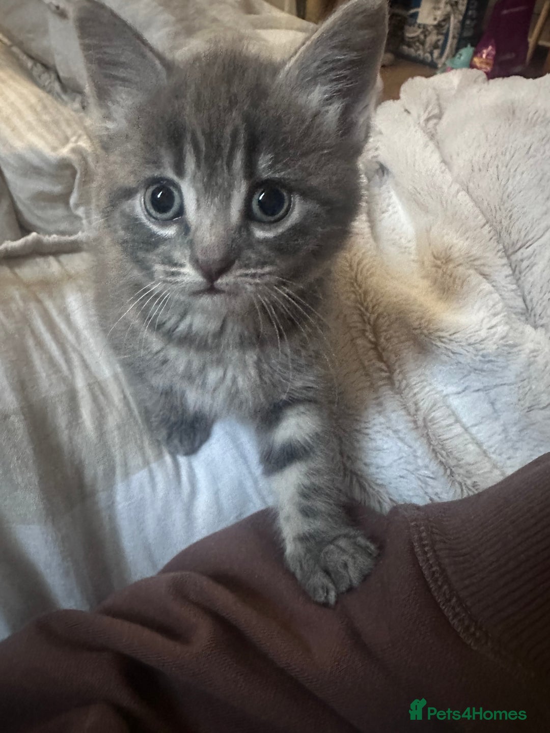 Mixed Breed cats for sale: 3 little grey cuties  - Advert 18