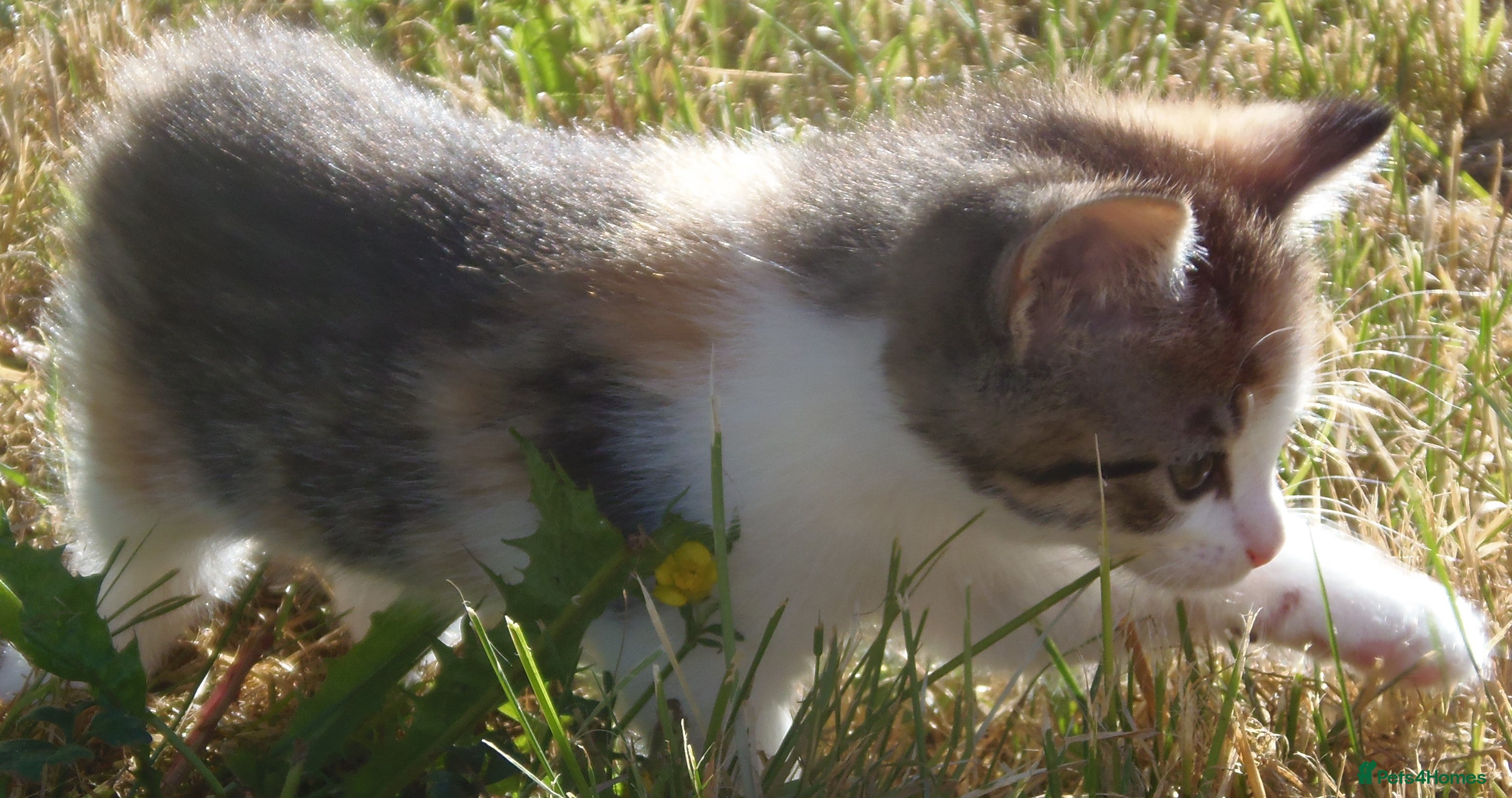 Mixed Breed cats Gorgeous Kittens Ready Now - Advert 2