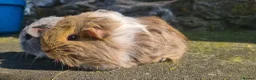 Guinea Pig rodents for sale: Female guinea pigs. in Totnes - Advert 7