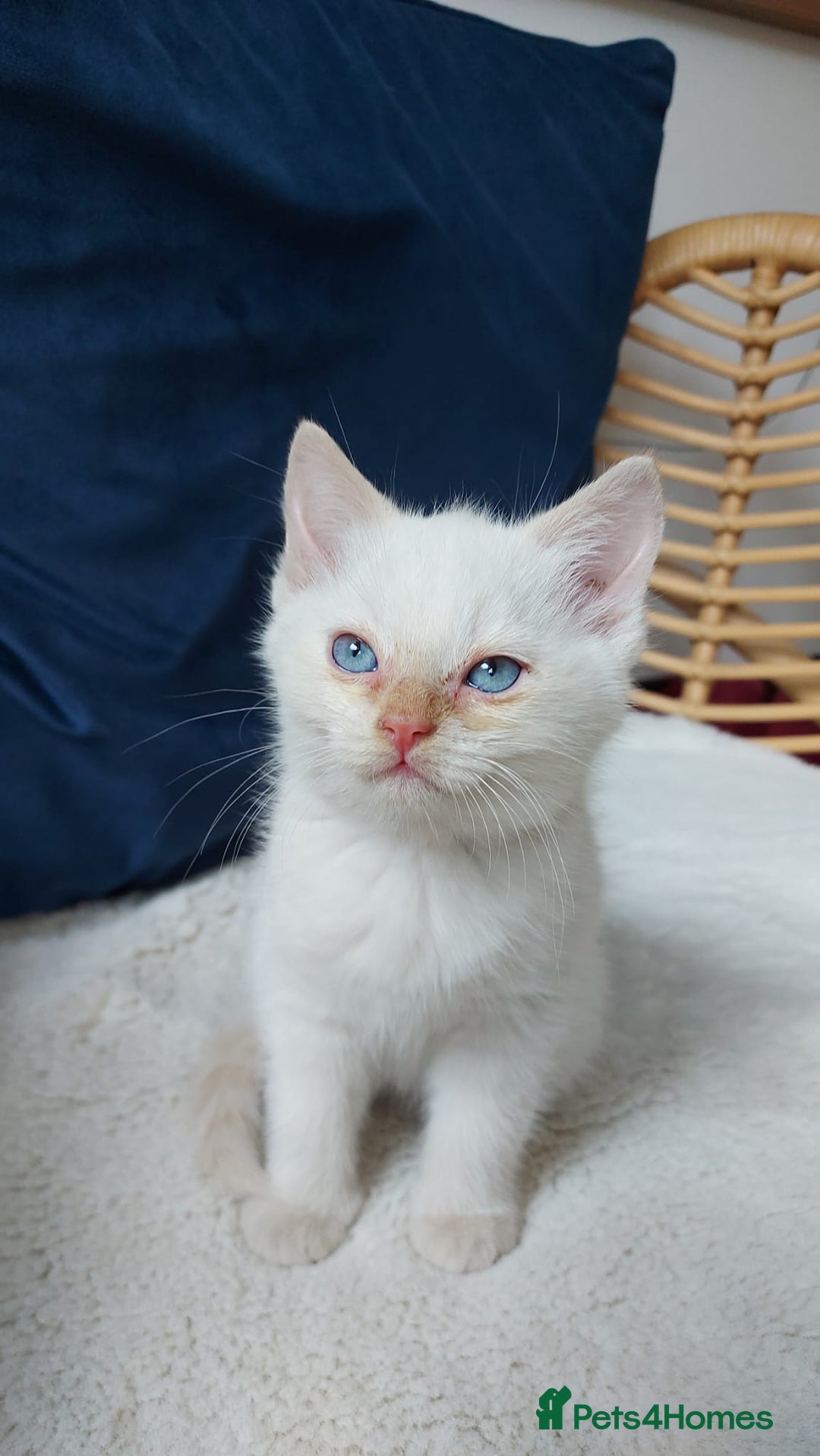 Siamese cats for sale: Ready to Leave Flame Point Siamese Kittens - Image 9