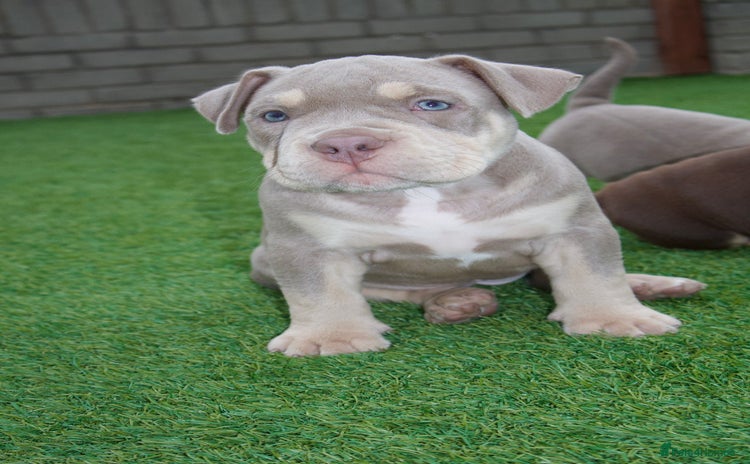 American Bully dogs - Advert 2
