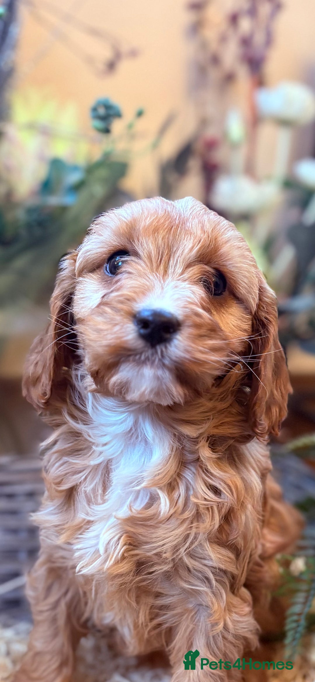 Cavapoo dogs for sale: Health tested toy cavapoo boys - Advert 21