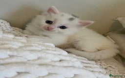 Turkish Angora cats for sale: Turkish angora white kitten  - Image 1