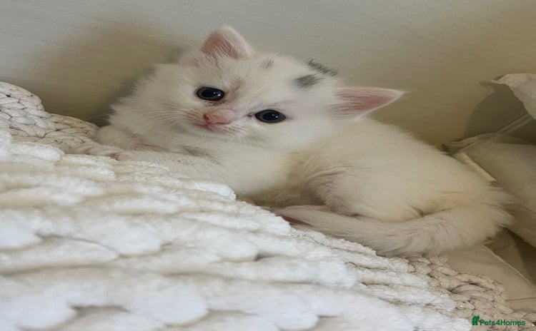 Turkish Angora cats - Advert 2