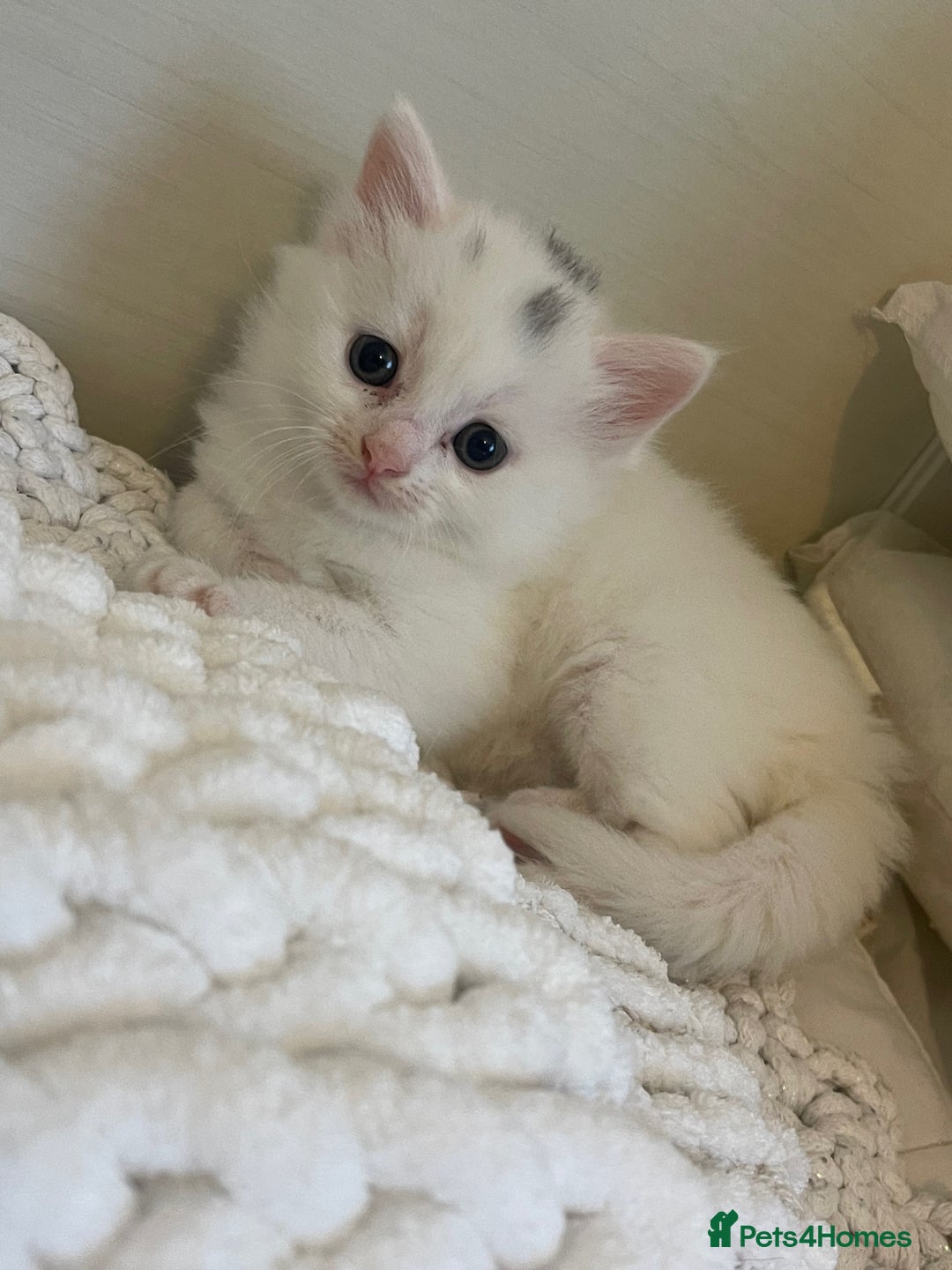Turkish Angora cats for sale: Turkish angora white kitten  - Image 1