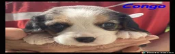 Beaglier dogs for sale: Beautiful Beaglier Bundles 🌸 - Advert 12