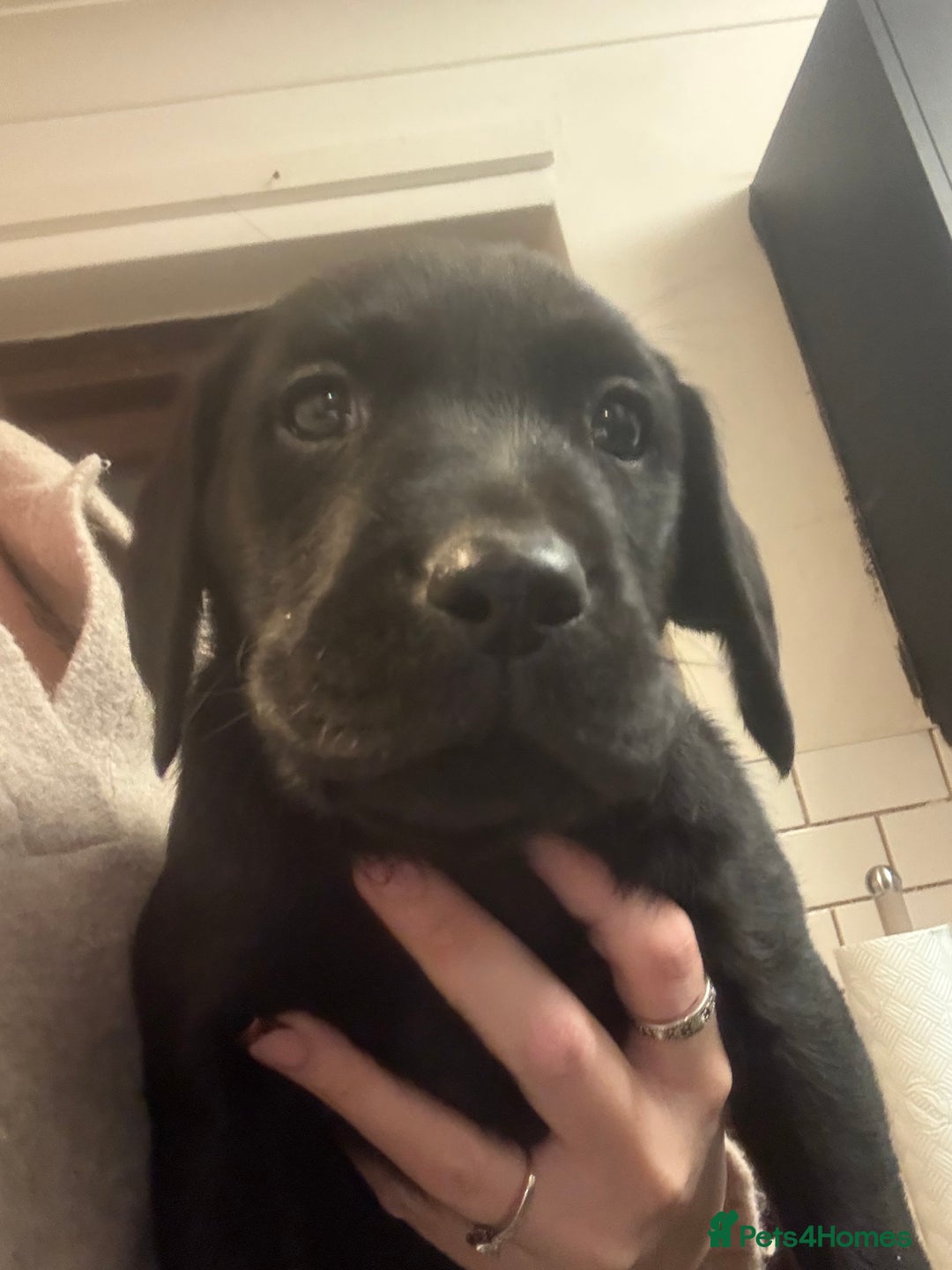 Labrador Retriever dogs for sale: Labrador puppies.  - Advert 6