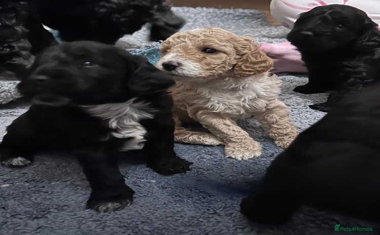 Cockapoo dogs - Advert 15
