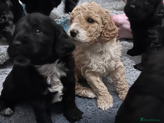 Cockapoo dogs - Advert 14